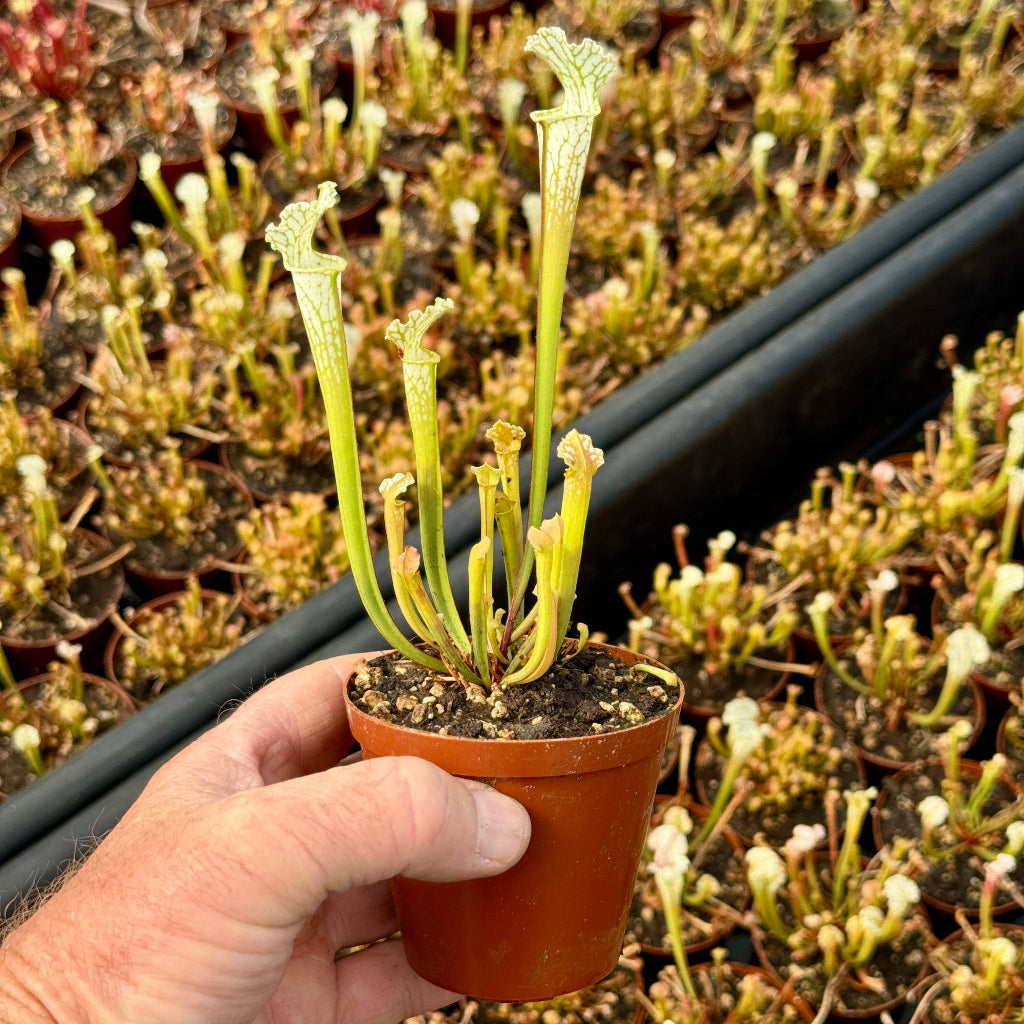 Trumpet Pitcher, Sarracenia leucophylla var. alba ‘Hurricane Creek White’ clone A x leucophylla var. alba ‘Hurricane Creek White’ clone E #8 - Small to Medium plant. 7.5cm plastic container. - Carnivorous Plant