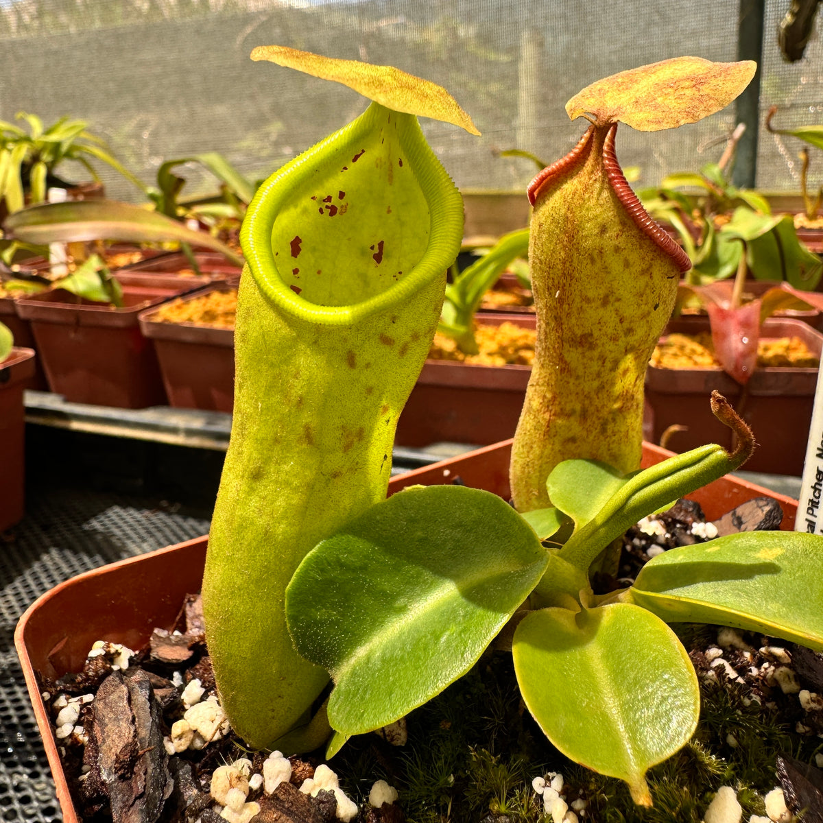 Tropical Pitcher, Nepenthes 'truncata x campanulata,' Exotica Plants. by Nepenthes