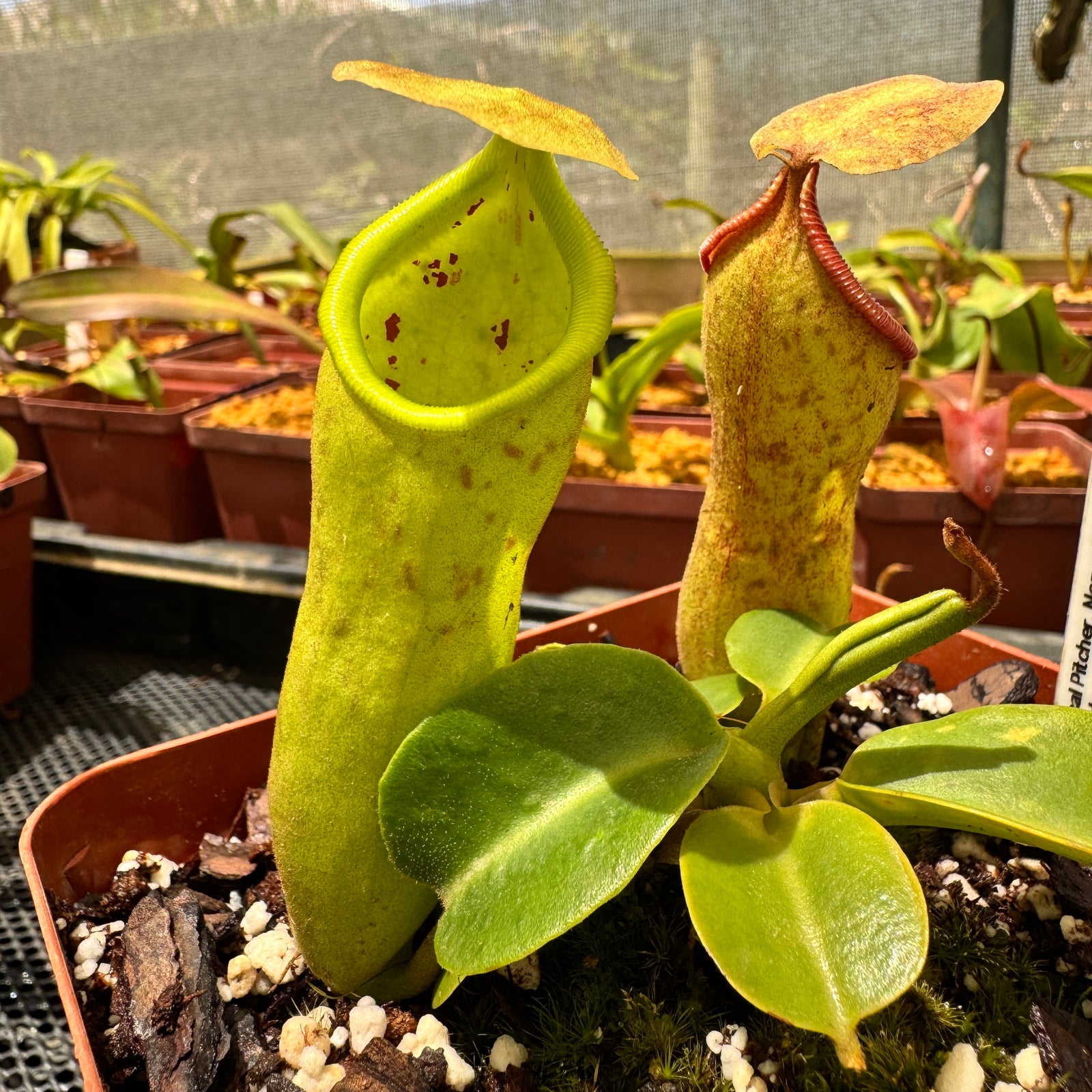 Tropical Pitcher, Nepenthes 'truncata x campanulata,' Exotica Plants. by Nepenthes