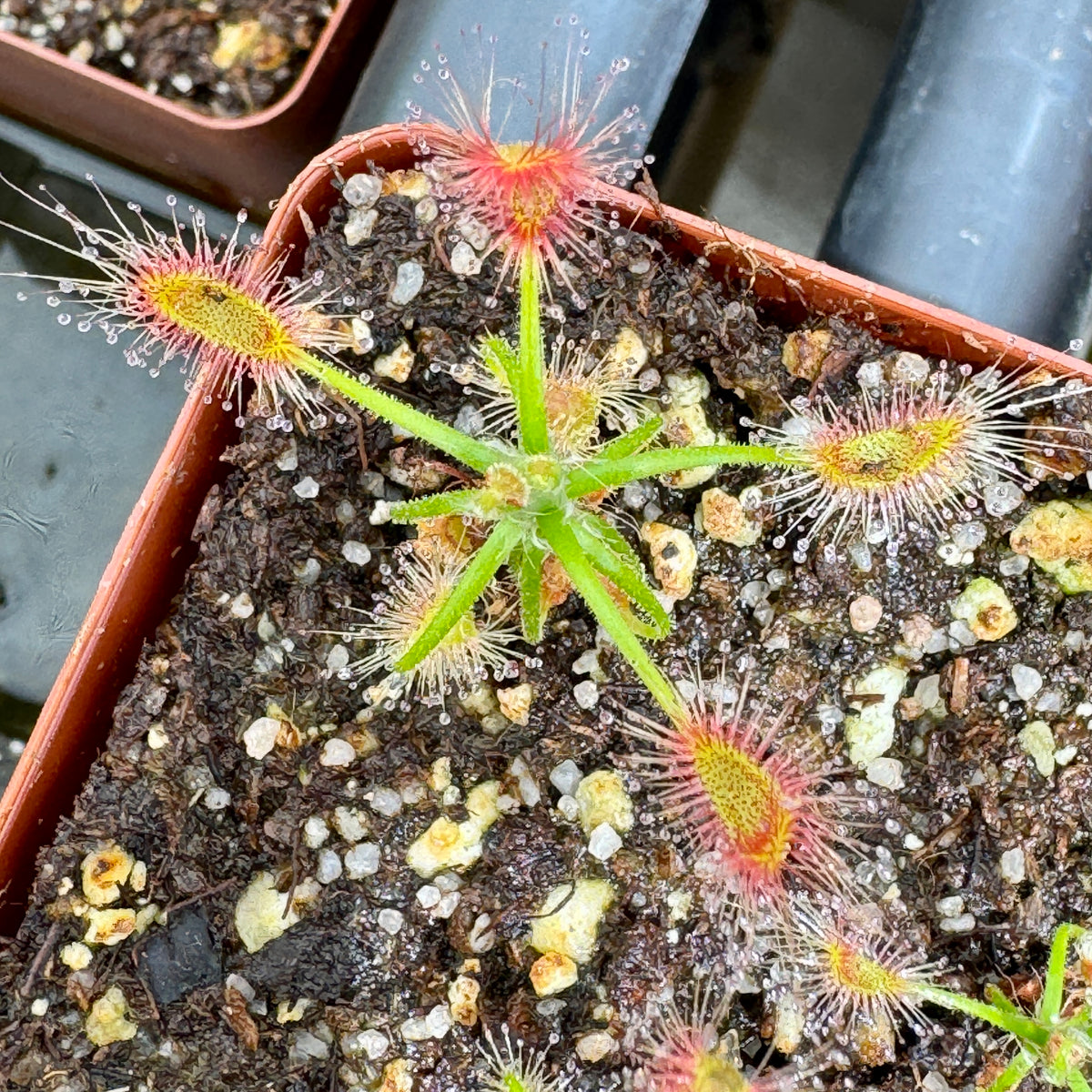 Sundew, Drosera scorpiodes by Wallies Carnies