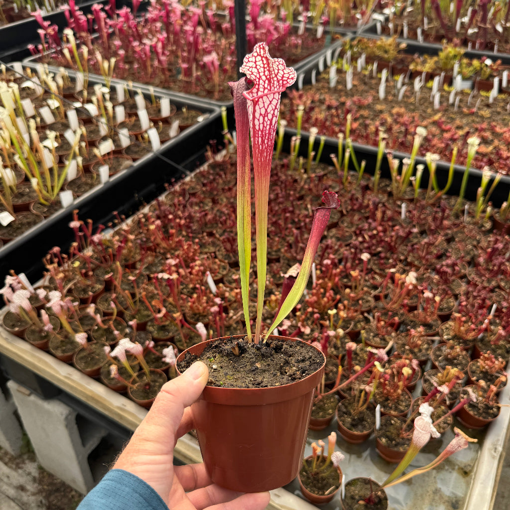 Trumpet Pitcher, Sarracenia 'Bella' by Sarracenia