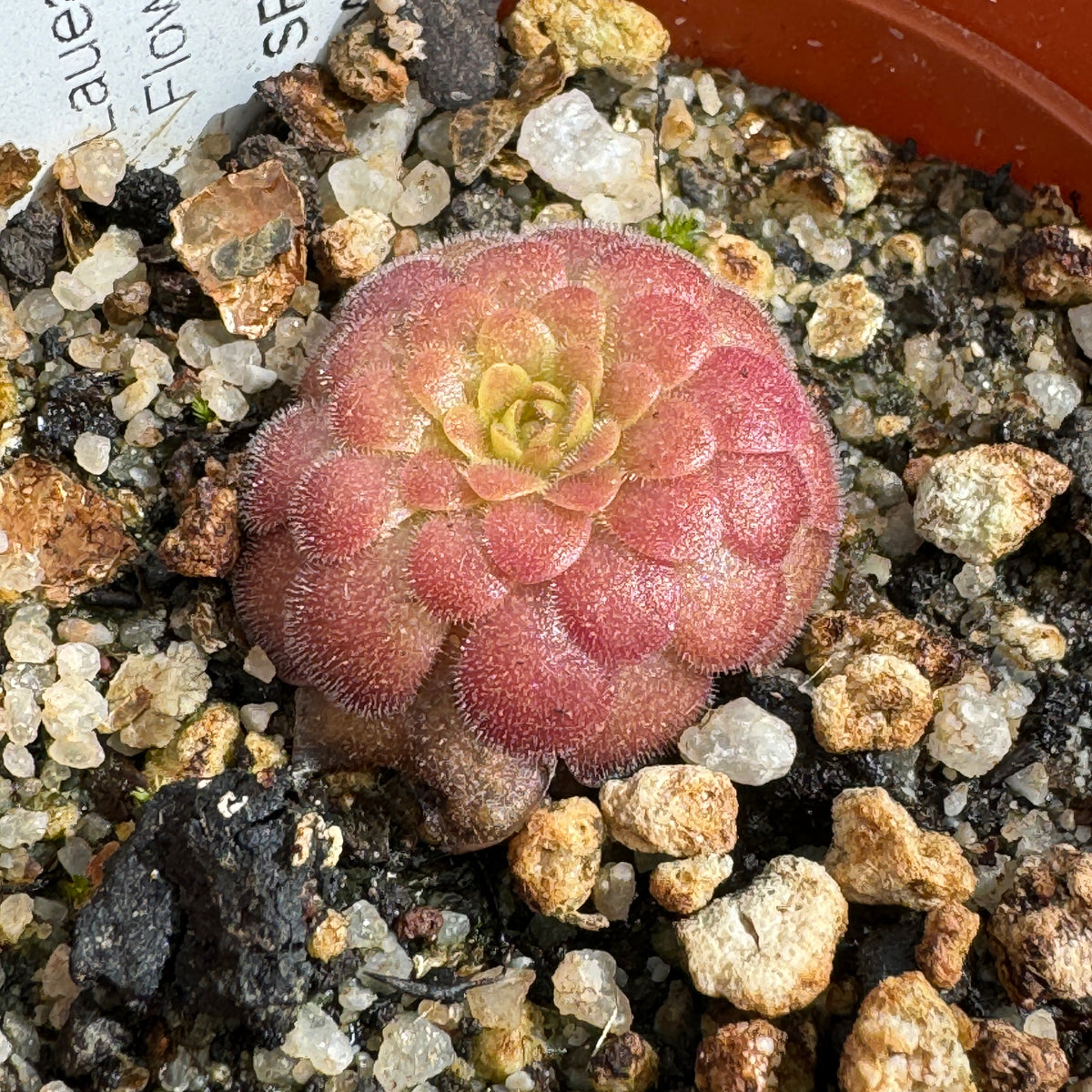 Butterwort, Pinguicula 'Laueana (Crimson Flower).' Special Import by Diflora