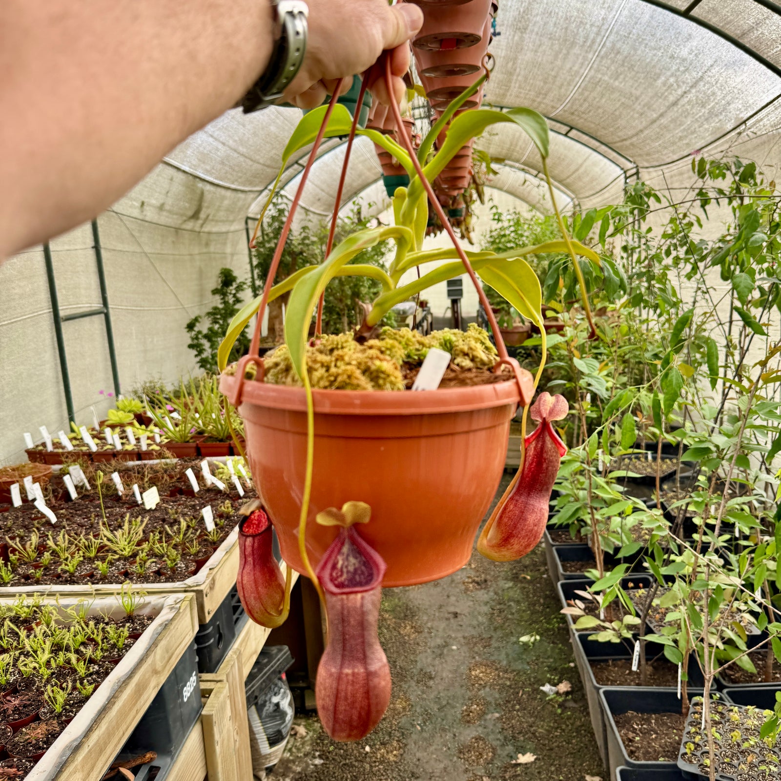 Tropical Pitcher, Nepenthes '(singalana x ventricosa) x robcantleyi,' BE-3965 - Large in Hanging Basket - Carnivorous Plant