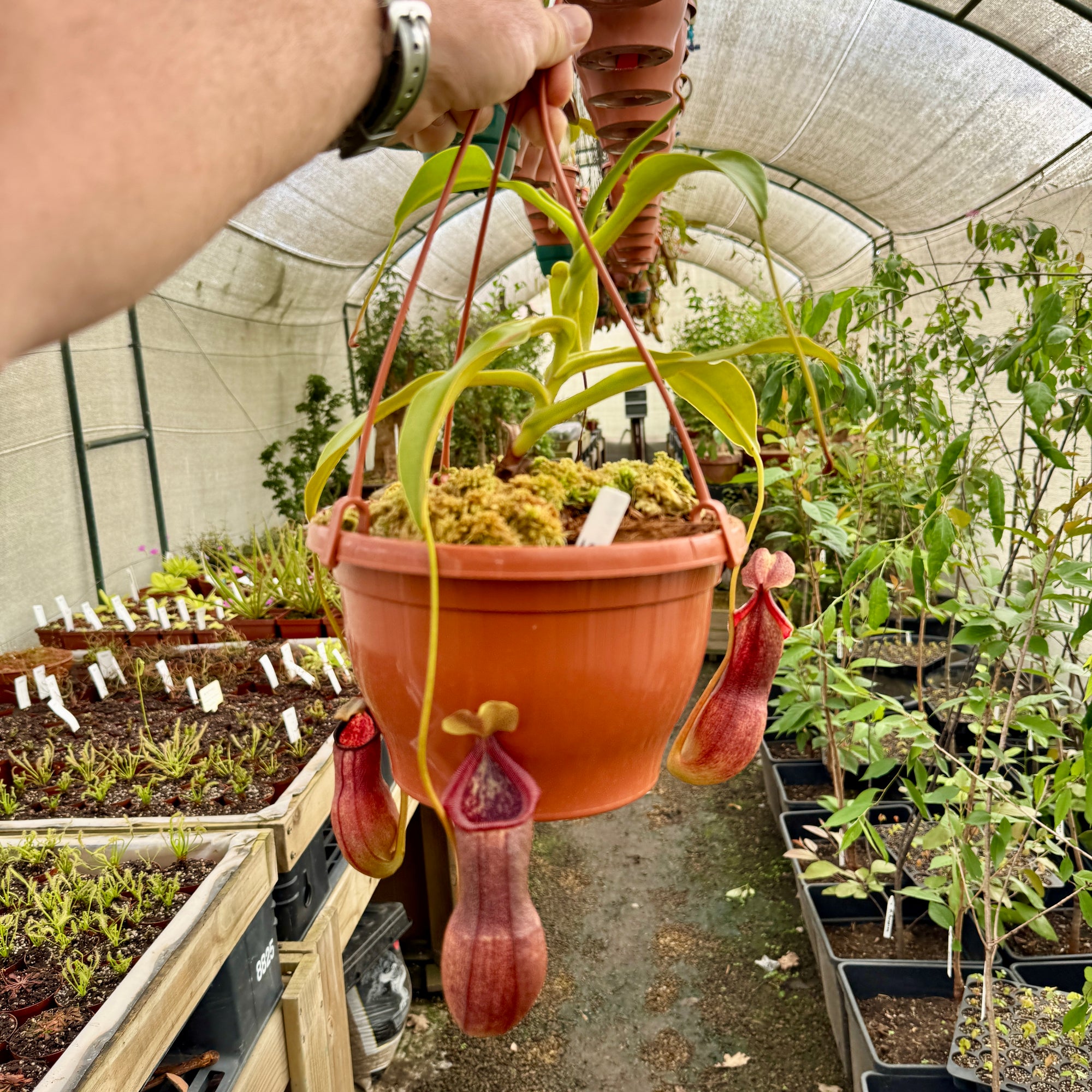 Tropical Pitcher, Nepenthes '(singalana x ventricosa) x robcantleyi,' BE-3965 - Large in Hanging Basket - Carnivorous Plant