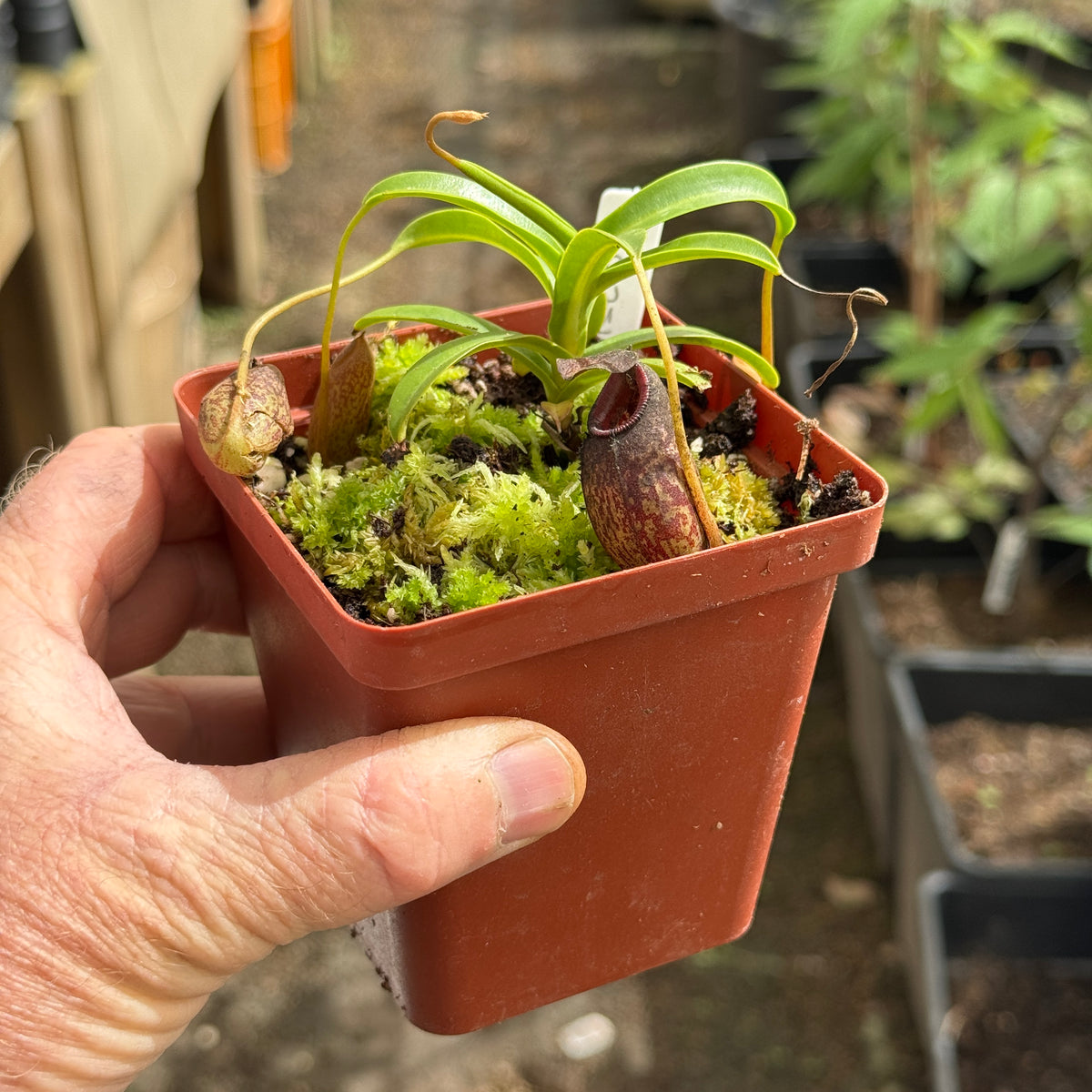 Tropical Pitcher, Nepenthes 'maxima x aristolochiodes,' BE-3578 by Nepenthes