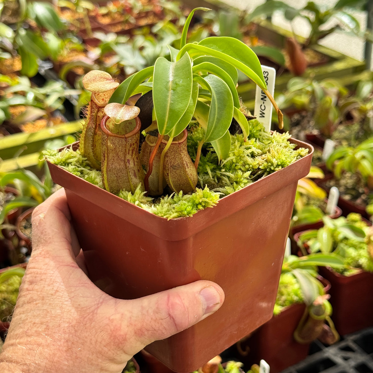 Tropical Pitcher, Nepenthes assorted seed grown hybrids by Nepenthes