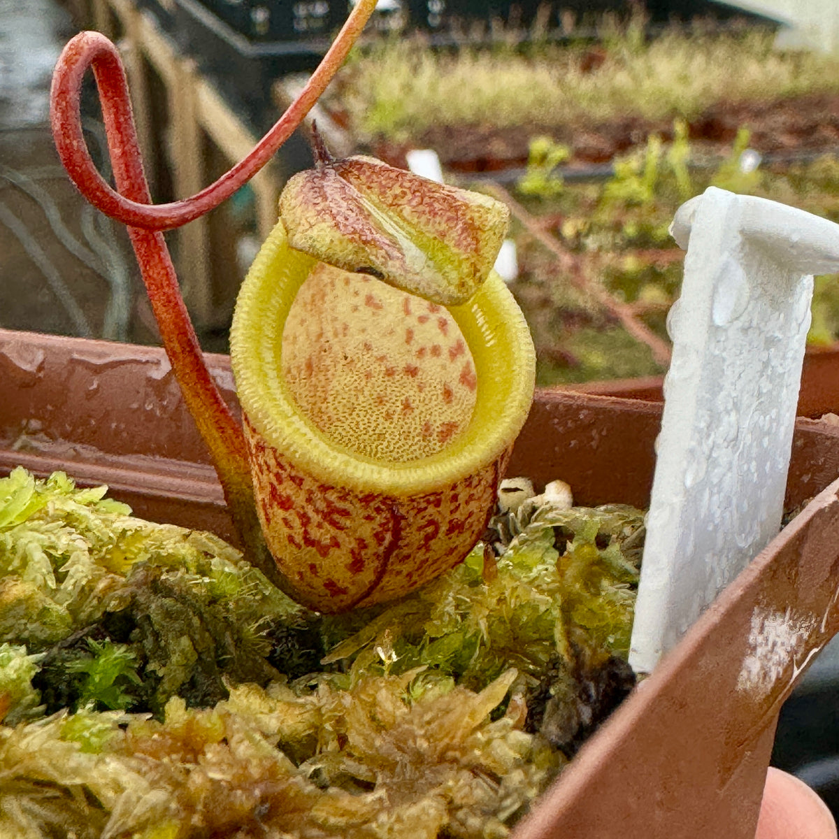 Tropical Pitcher, Nepenthes 'burkei x aristolochioides,' BE-3784 by Nepenthes
