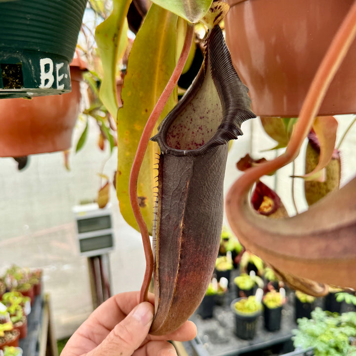 Tropical Pitcher, Nepenthes 'Bongso/Naga’ seed grown. by Nepenthes