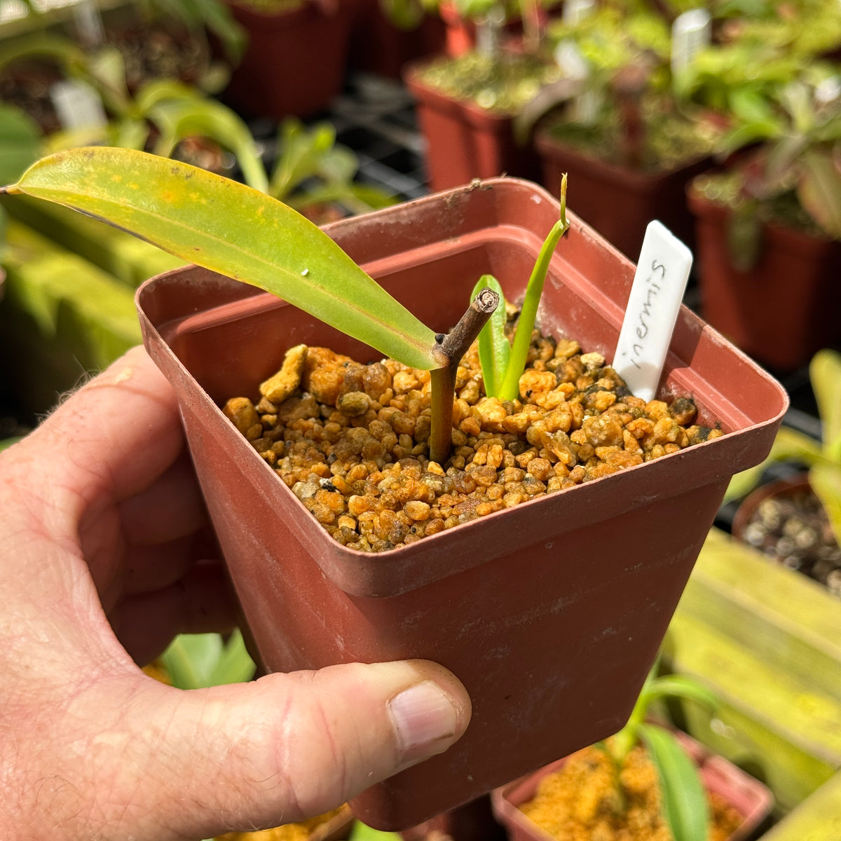 Tropical Pitcher, Nepenthes 'inermis’. Rooted cutting. by Nepenthes