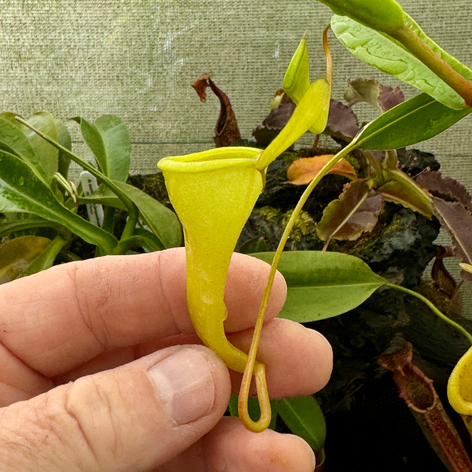 Tropical Pitcher, Nepenthes 'jamban x dubia’ by Nepenthes