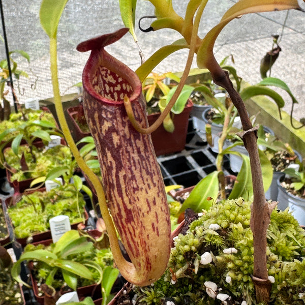 Nepenthes aristolochioides x spectabilis, BE-3846 - Bonsai Tree