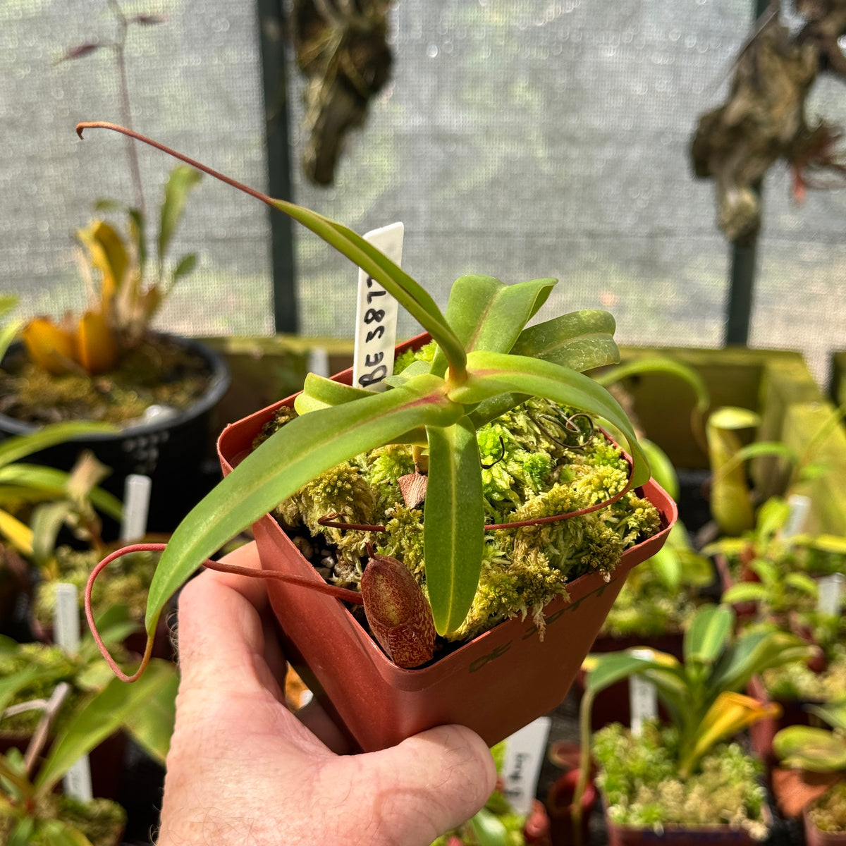 Tropical Pitcher, Nepenthes 'merrilliana x aristolochioides,' BE-3877 by Nepenthes
