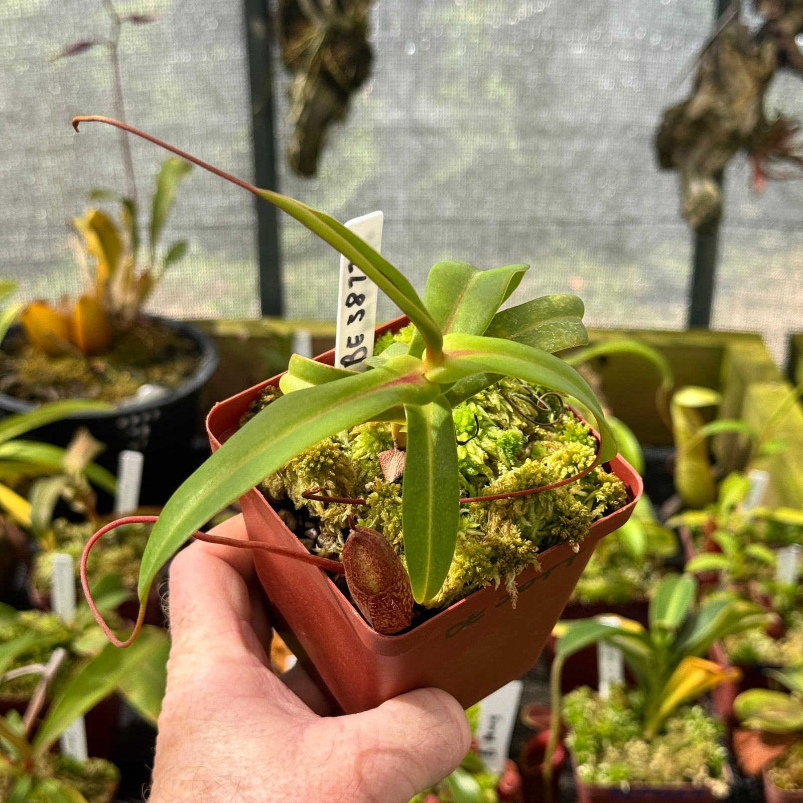 Tropical Pitcher, Nepenthes 'merrilliana x aristolochioides,' BE-3877 by Nepenthes