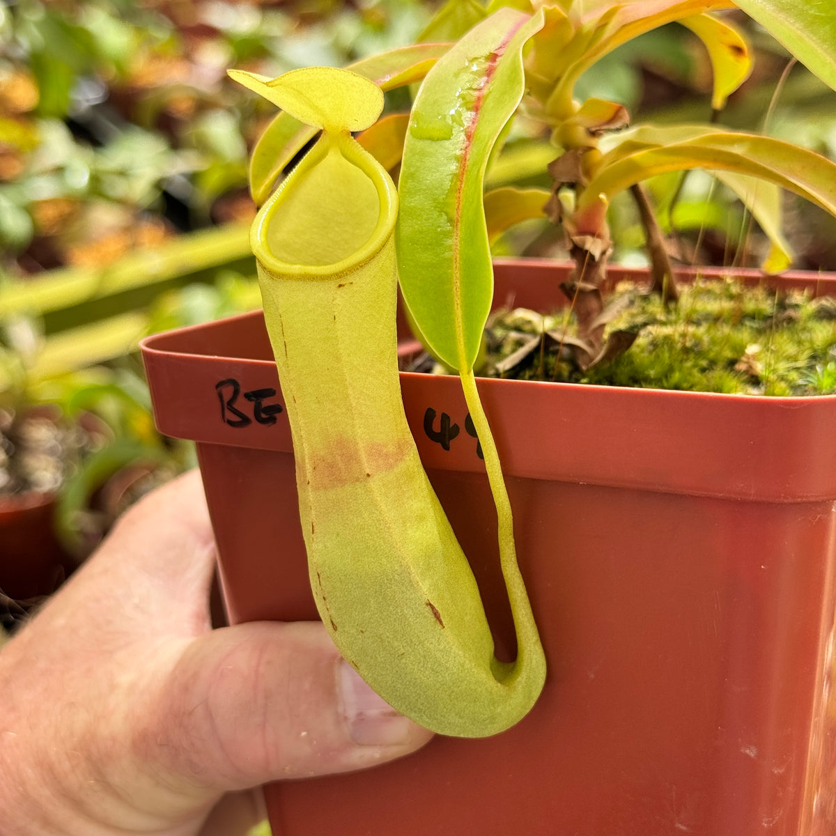 Tropical Pitcher, Nepenthes 'burkei x reinwardtiana,' BE-3849 by Nepenthes