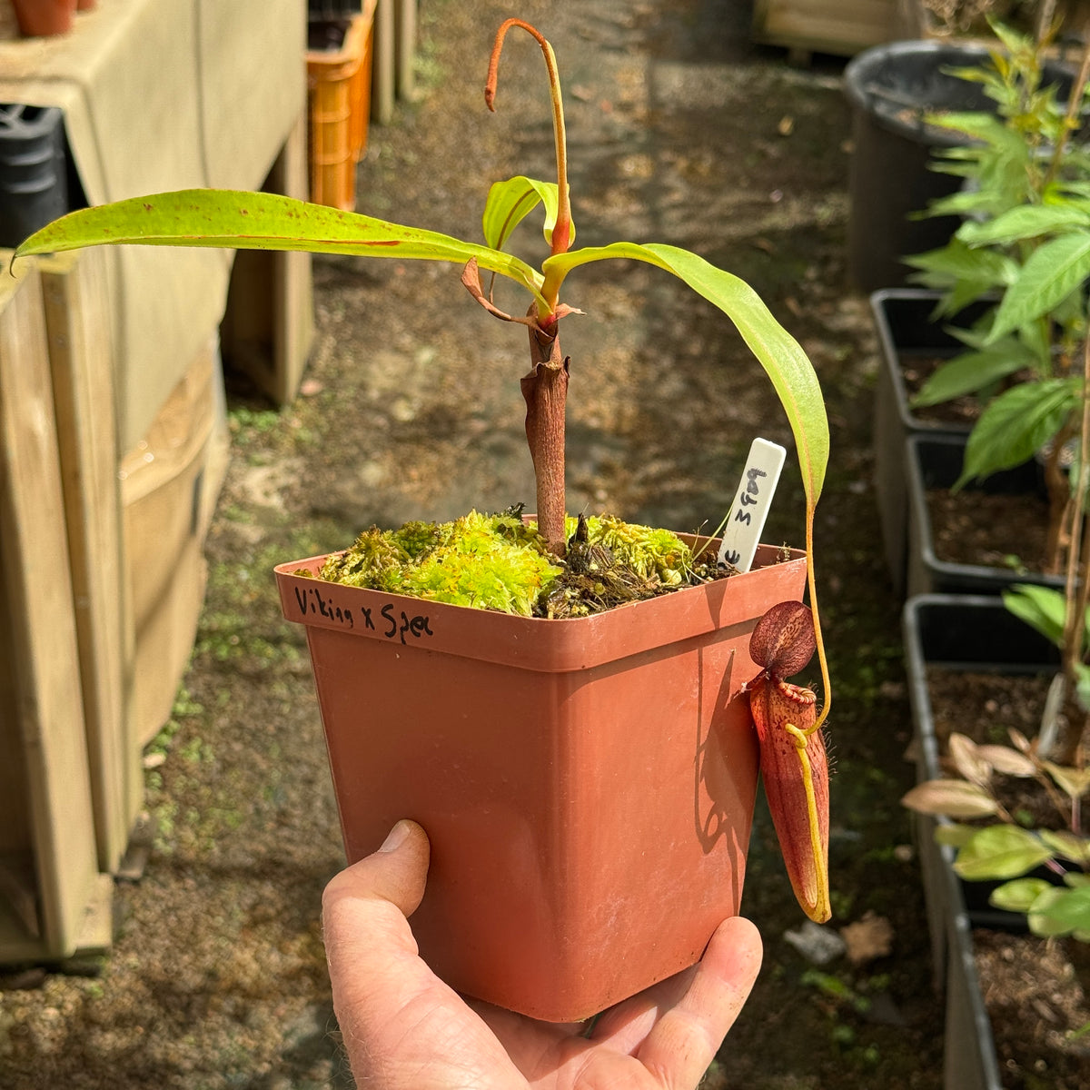 Tropical Pitcher, Nepenthes &#39;ventricosa x dubia,&#39; BE-3742 - - Carnivorous Plant
