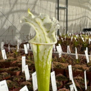 Trumpet Pitcher, Sarracenia 'Alba DFL08.' Special Import. -   - Carnivorous Plant