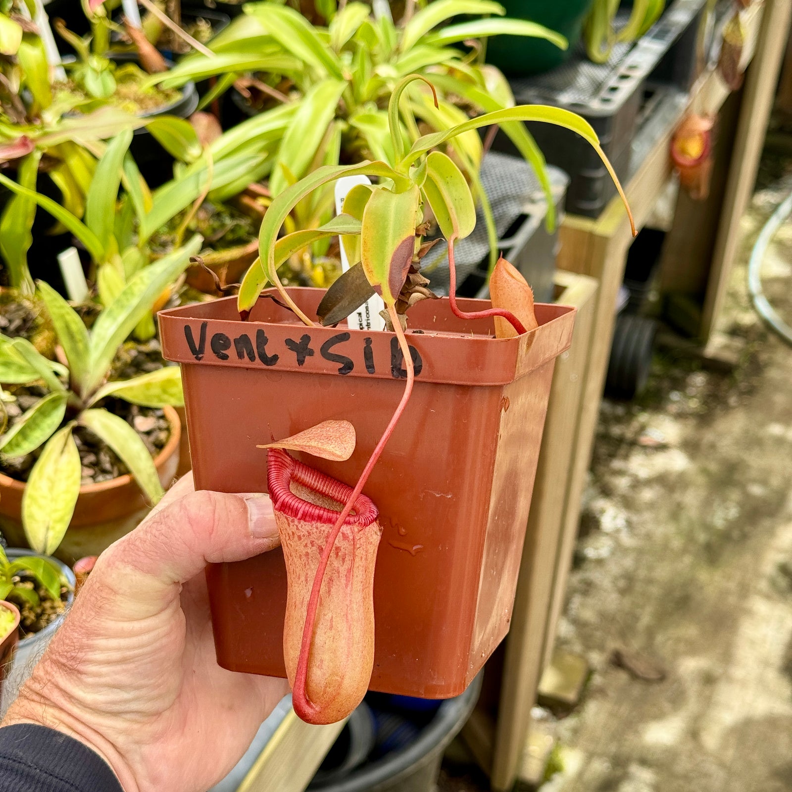 Tropical Pitcher Nepenthes ventricosa X Sibuyanensis BE 3295 Care tropical-pitcher-nepenthes-ventricosa-x-sibuyanensis-be-3295-care
