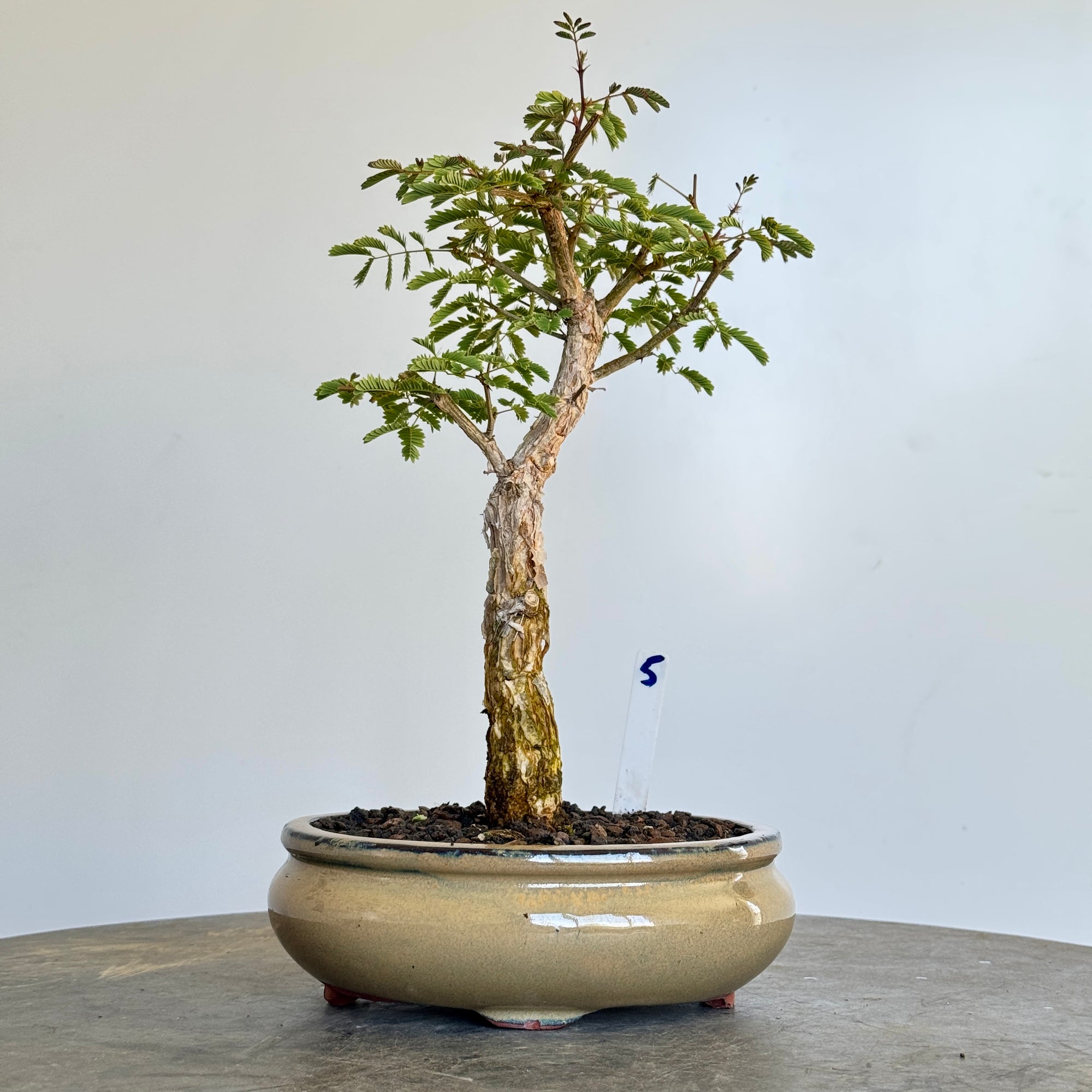 Acacia galpinii, Monkey Thorn