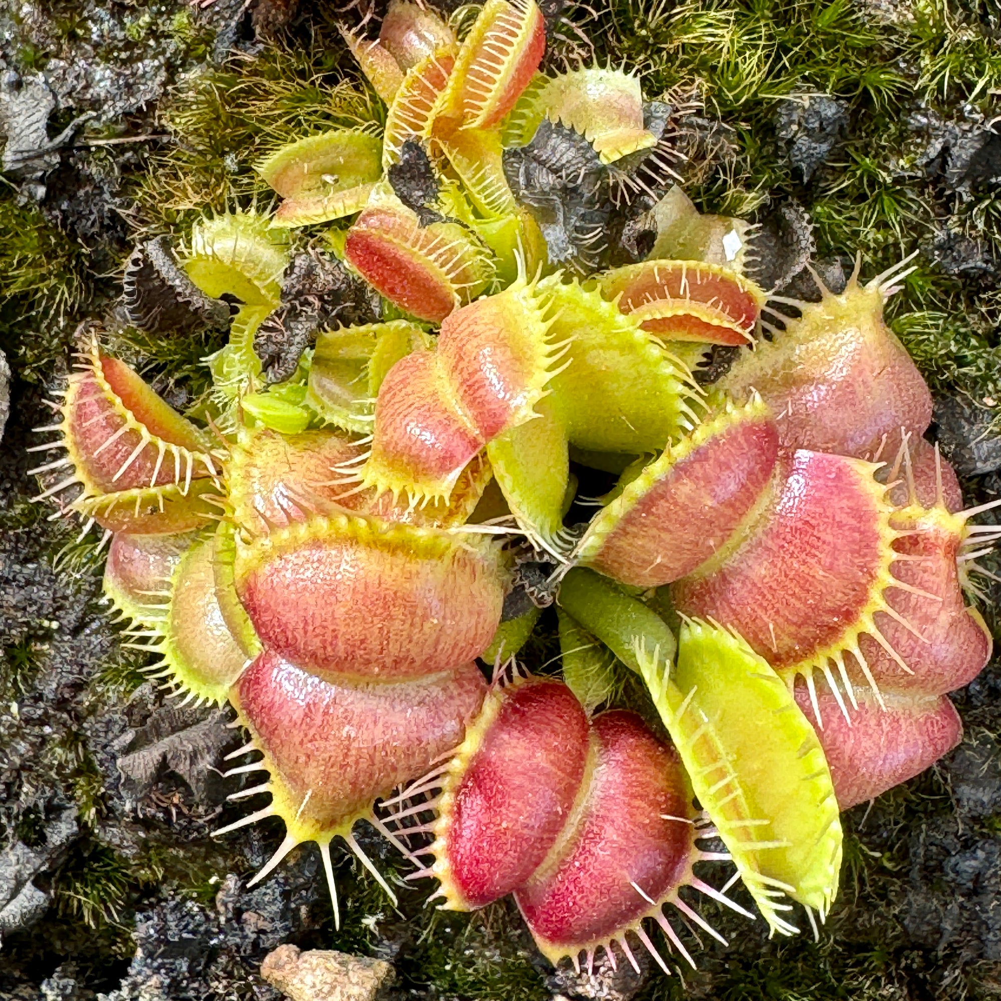 Venus Fly Trap, 'Galaxy.' Special Import. -   - Carnivorous Plant