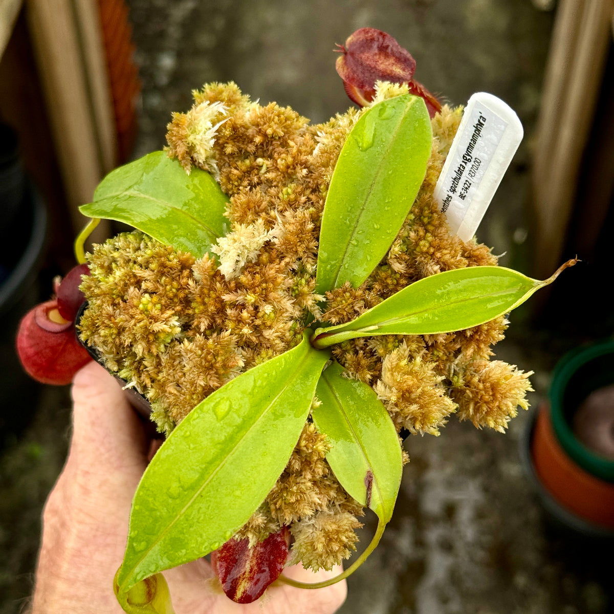 Tropical Pitcher, Nepenthes 'spathulata x gymnamphora,' BE-3422 by Nepenthes