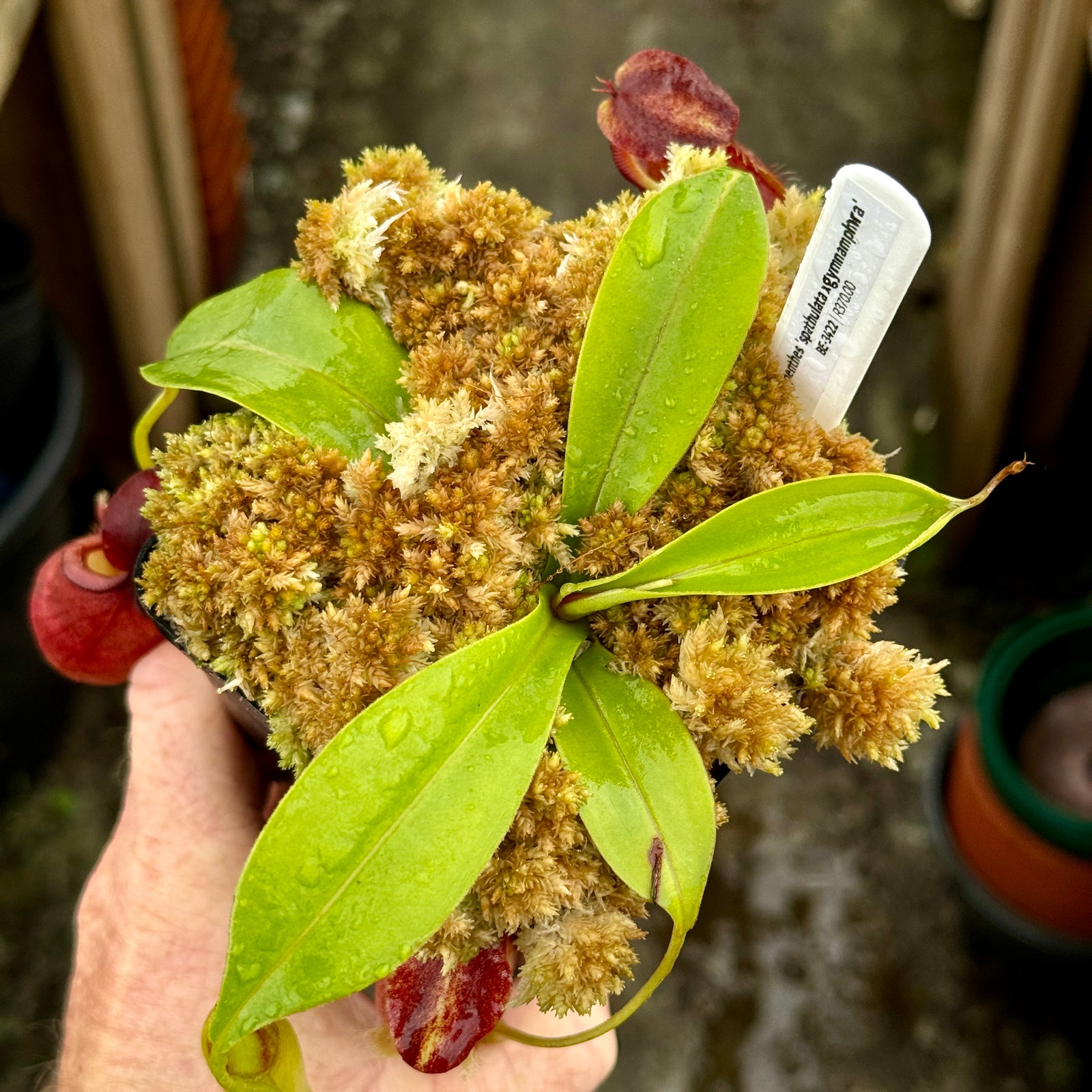 Tropical Pitcher, Nepenthes 'spathulata x gymnamphora,' BE-3422 by Nepenthes