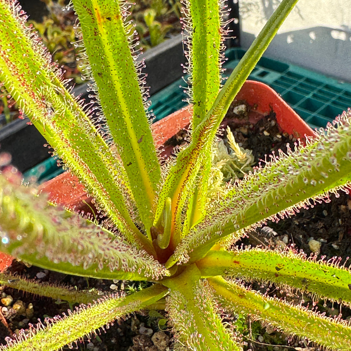 Sundew, Drosera regia by Pan's Carnivours Drosera
