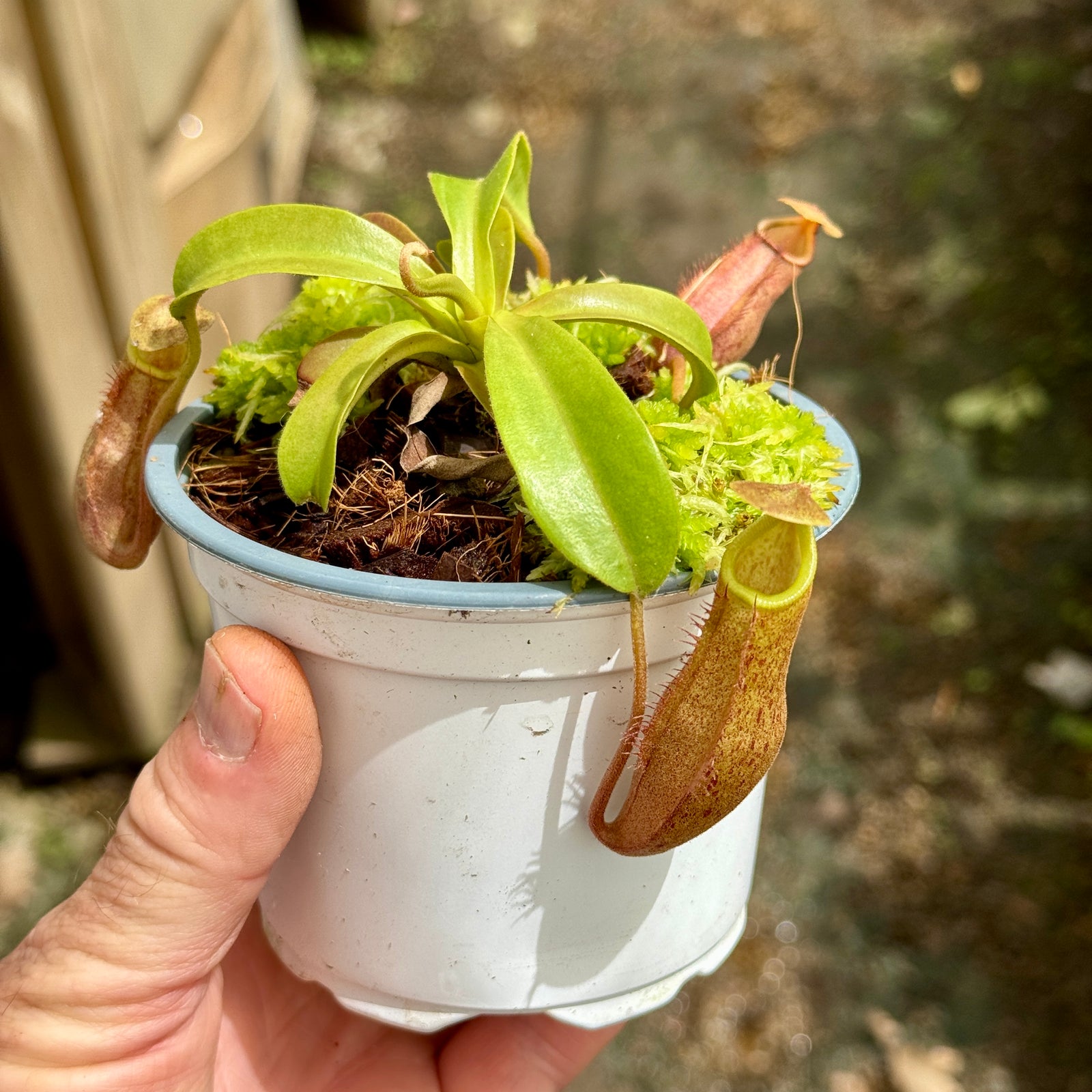 Tropical Pitcher, Nepenthes 'rokko x spathulata,’ hybrid #2 - - Carnivorous Plant