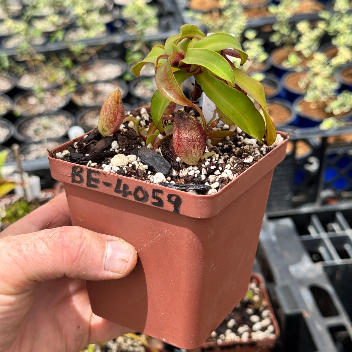 Nepenthes gymnamphora, BE-4059 by Nepenthes