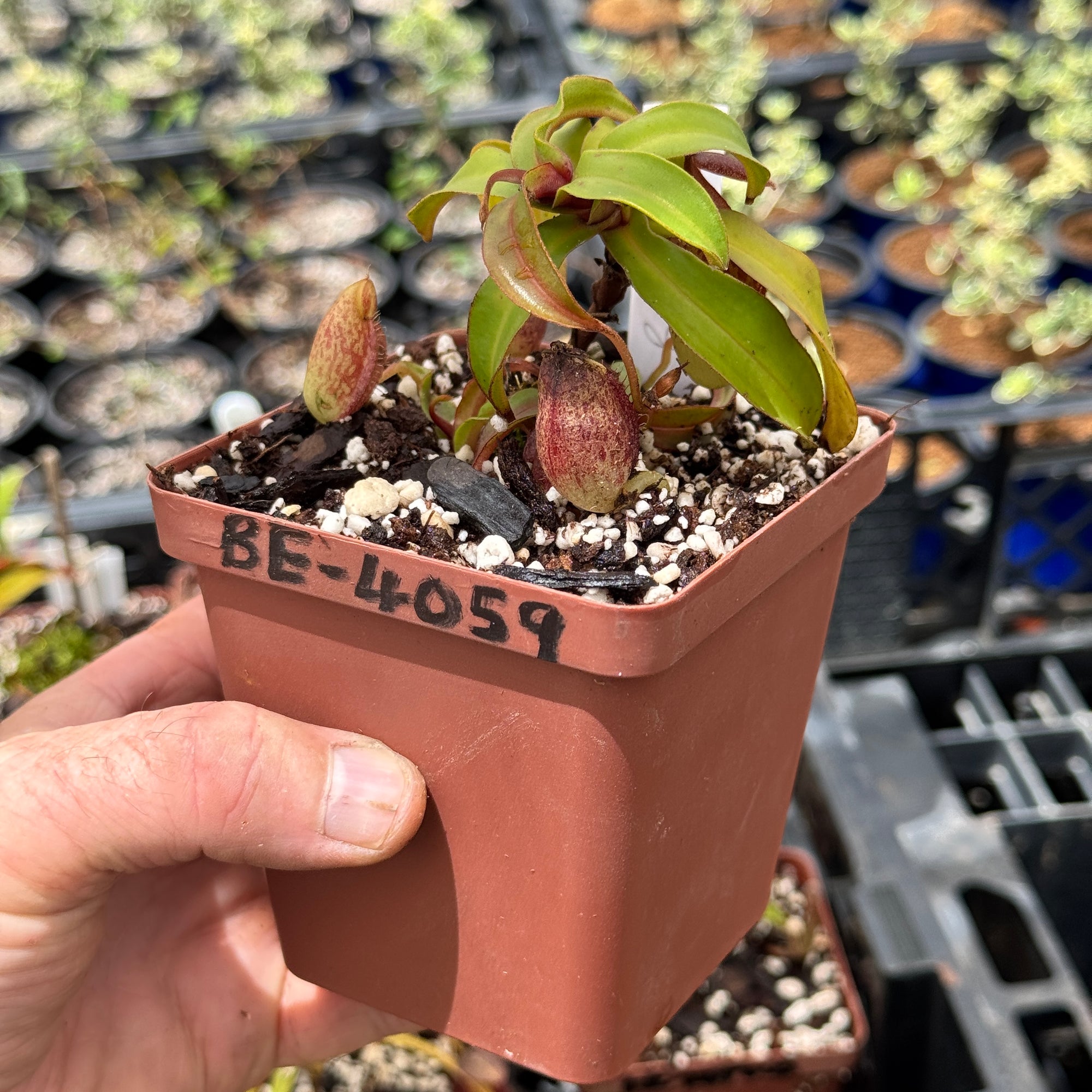インディアンジュエリー　nepenthes Nepenthes gymnamphora, BE-4059 - Bonsai Tree (Pty) Ltd.
