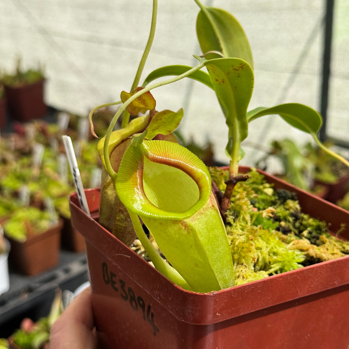 Tropical Pitcher, Nepenthes 'Spathulata x Jacquelineae' by Nepenthes