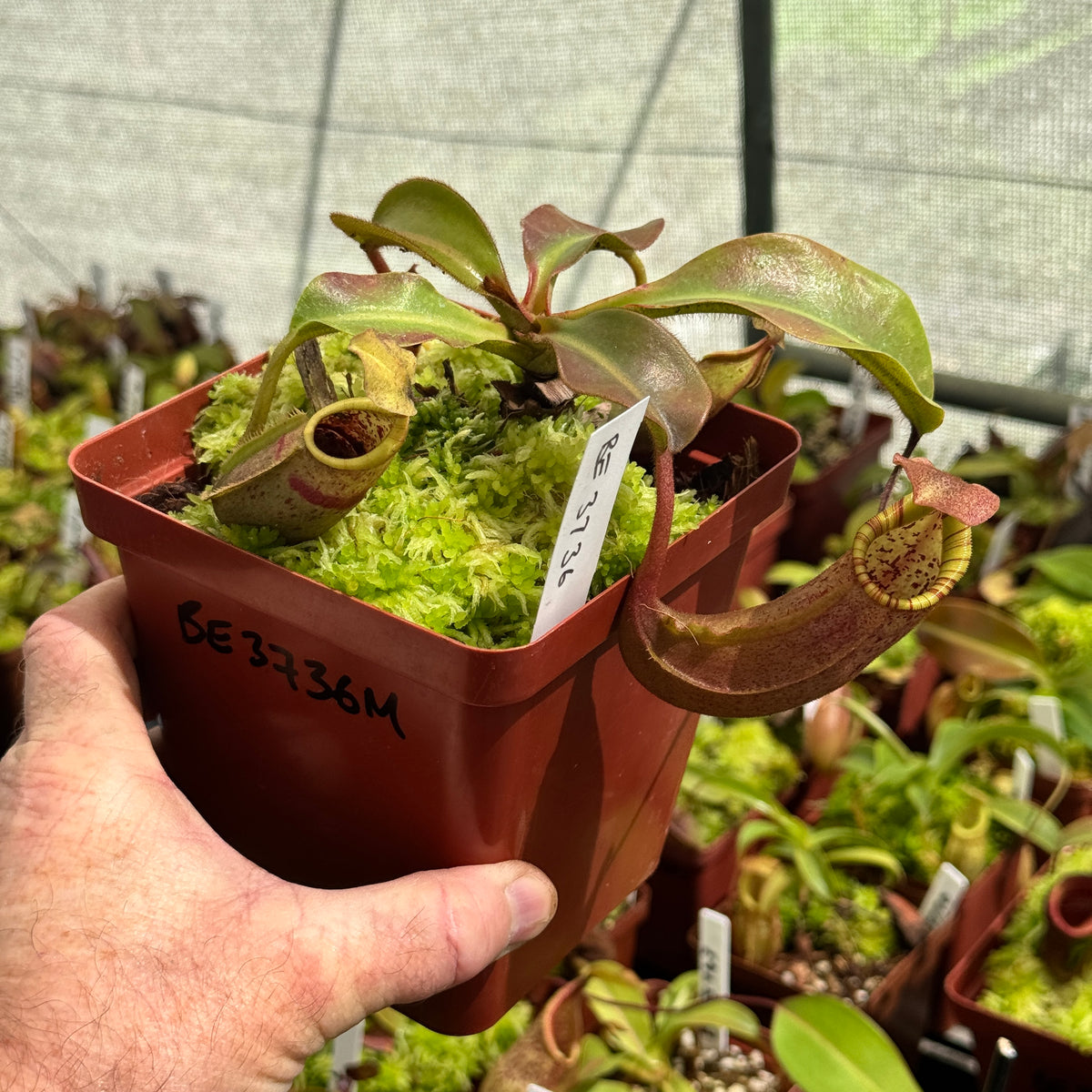 Tropical Pitcher, Nepenthes 'eymae,' BE-3736 by Nepenthes