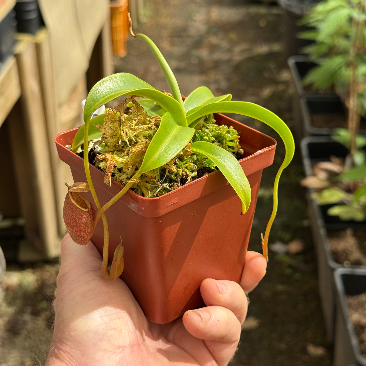 Tropical Pitcher, Nepenthes 'spathulata x glabrata,' BE-3790 - - Carnivorous Plant