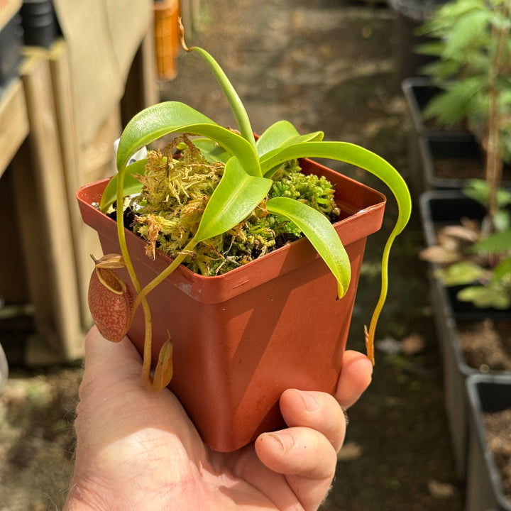 Tropical Pitcher, Nepenthes 'spathulata x glabrata,' BE-3790 by Nepenthes