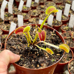 Venus Fly Trap, 'G16' -  3 years or older. 12cm plastic container. - Carnivorous Plant