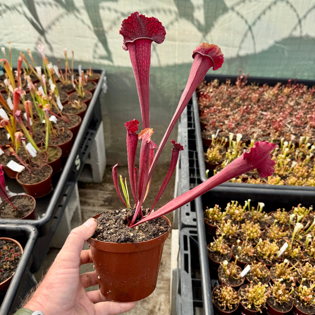 Trumpet Pitcher, Sarracenia 'Juthatip Soper' by Sarracenia