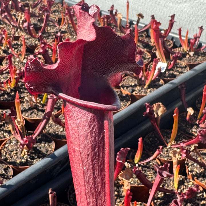 Trumpet Pitcher, Sarracenia 'Hybrid 01 x Camisole #2.' Special Import. by Sarracenia