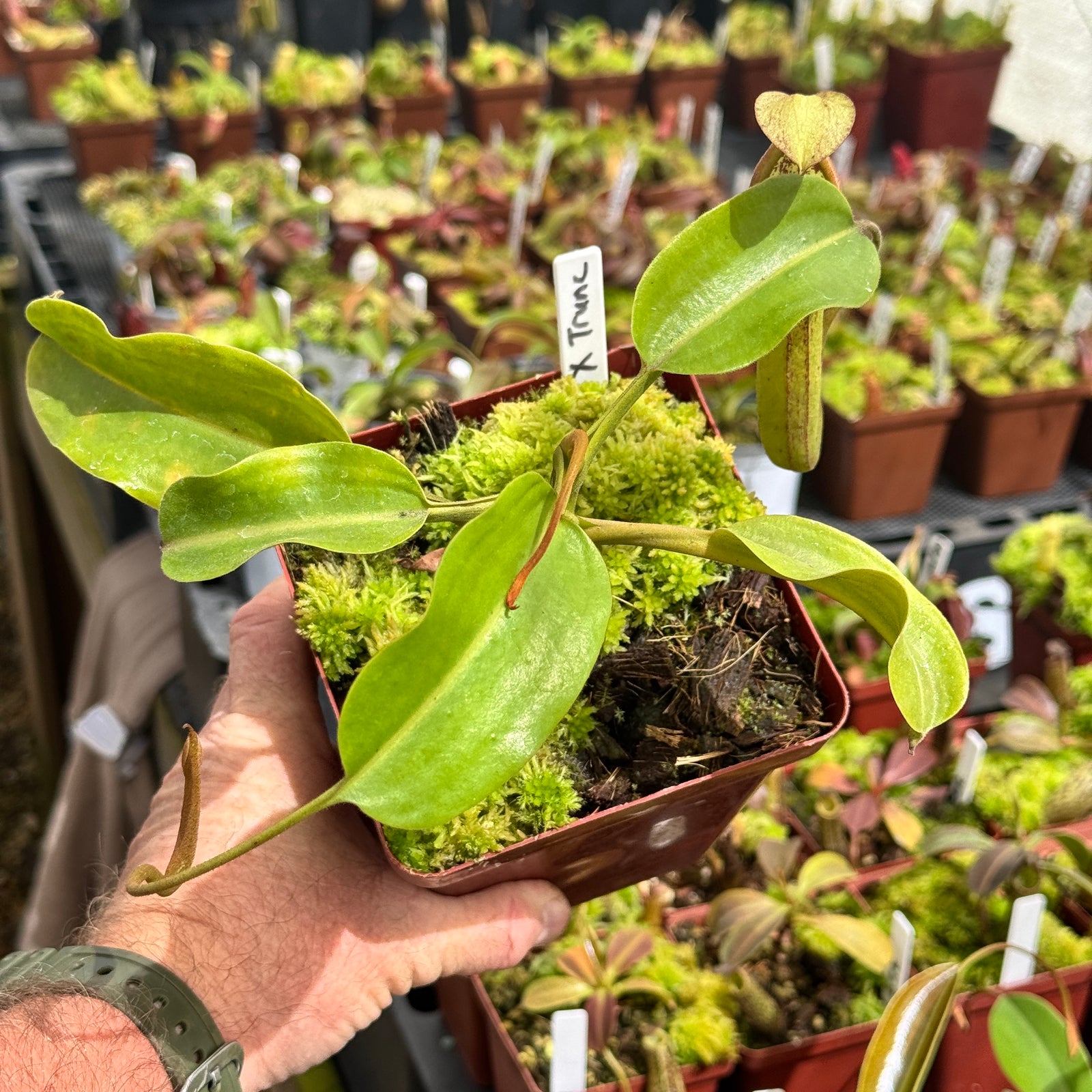 Tropical Pitcher, Nepenthes 'Maxima x Truncata' by Nepenthes