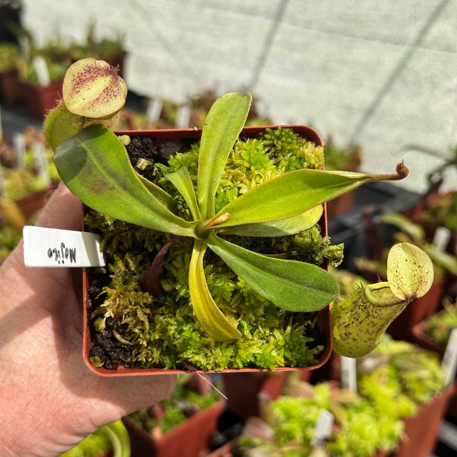 Tropical Pitcher, Nepenthes 'Mojito' by Nepenthes