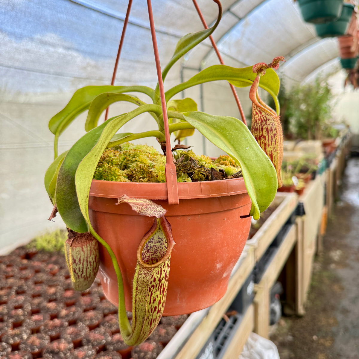 Tropical Pitcher, Nepenthes 'eymae,' BE-3736 by Nepenthes