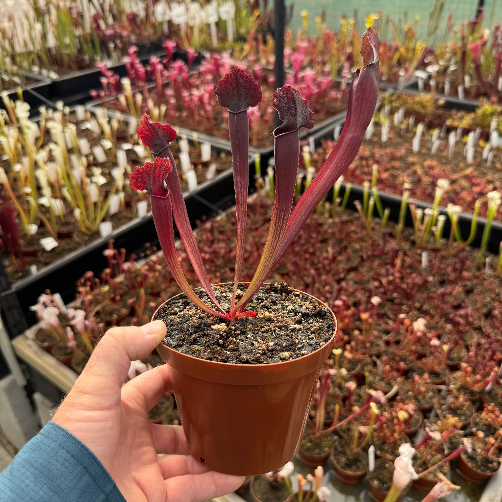 Trumpet Pitcher, Sarracenia 'Thomas' by Sarracenia