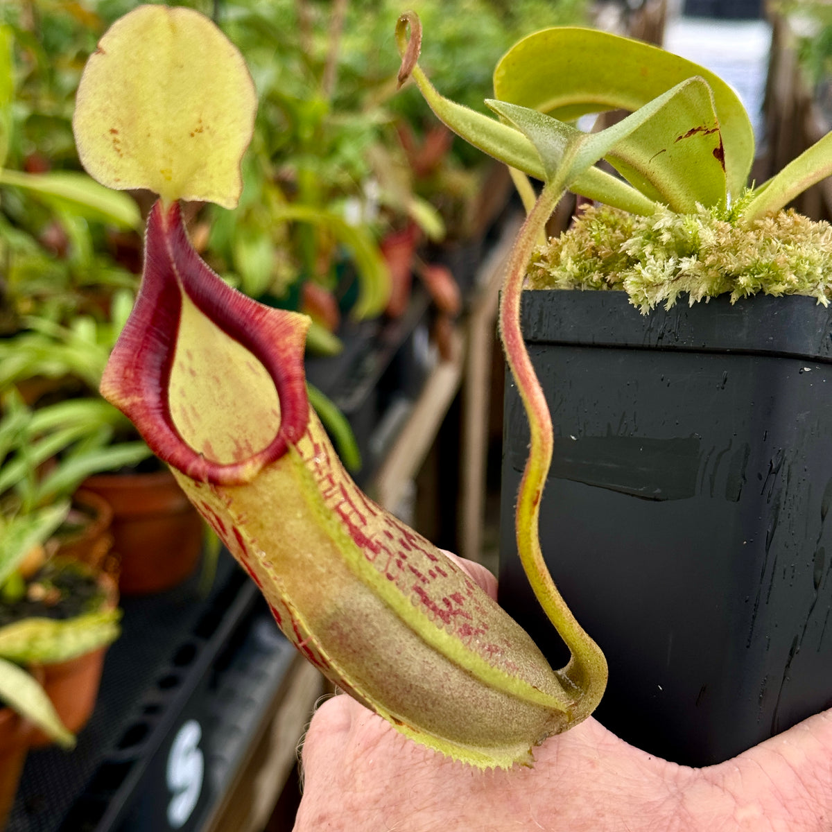Tropical Pitcher, Nepenthes 'spathulata x platychilla,' BE-3945 by Nepenthes