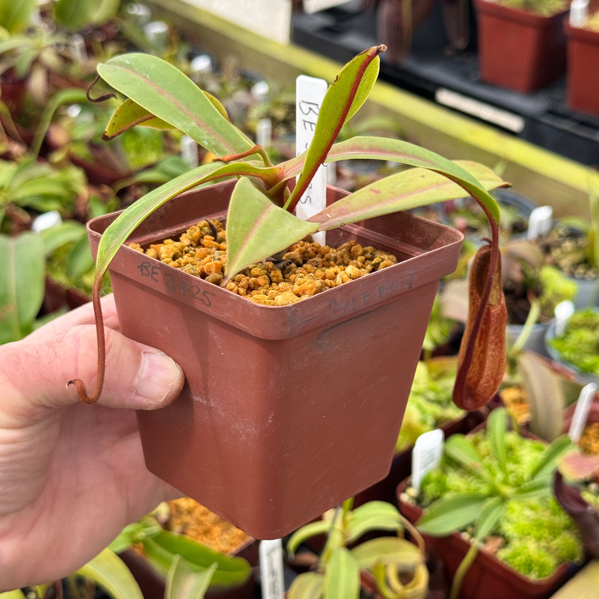 Nepenthes petiolata x hamata, BE-3725 by Nepenthes