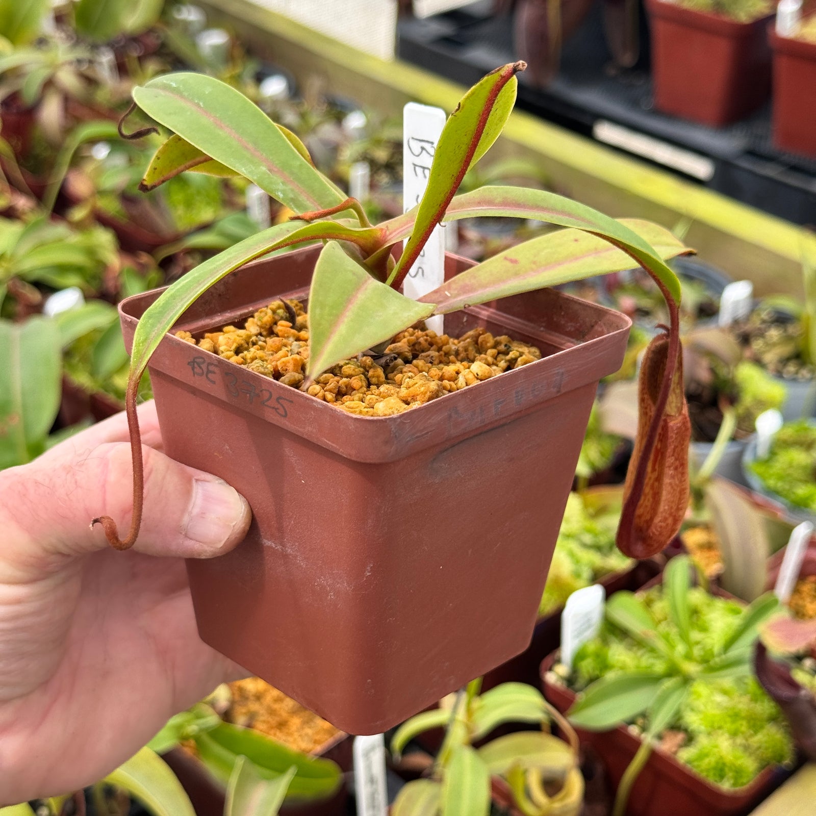 Nepenthes petiolata x hamata, BE-3725 by Nepenthes