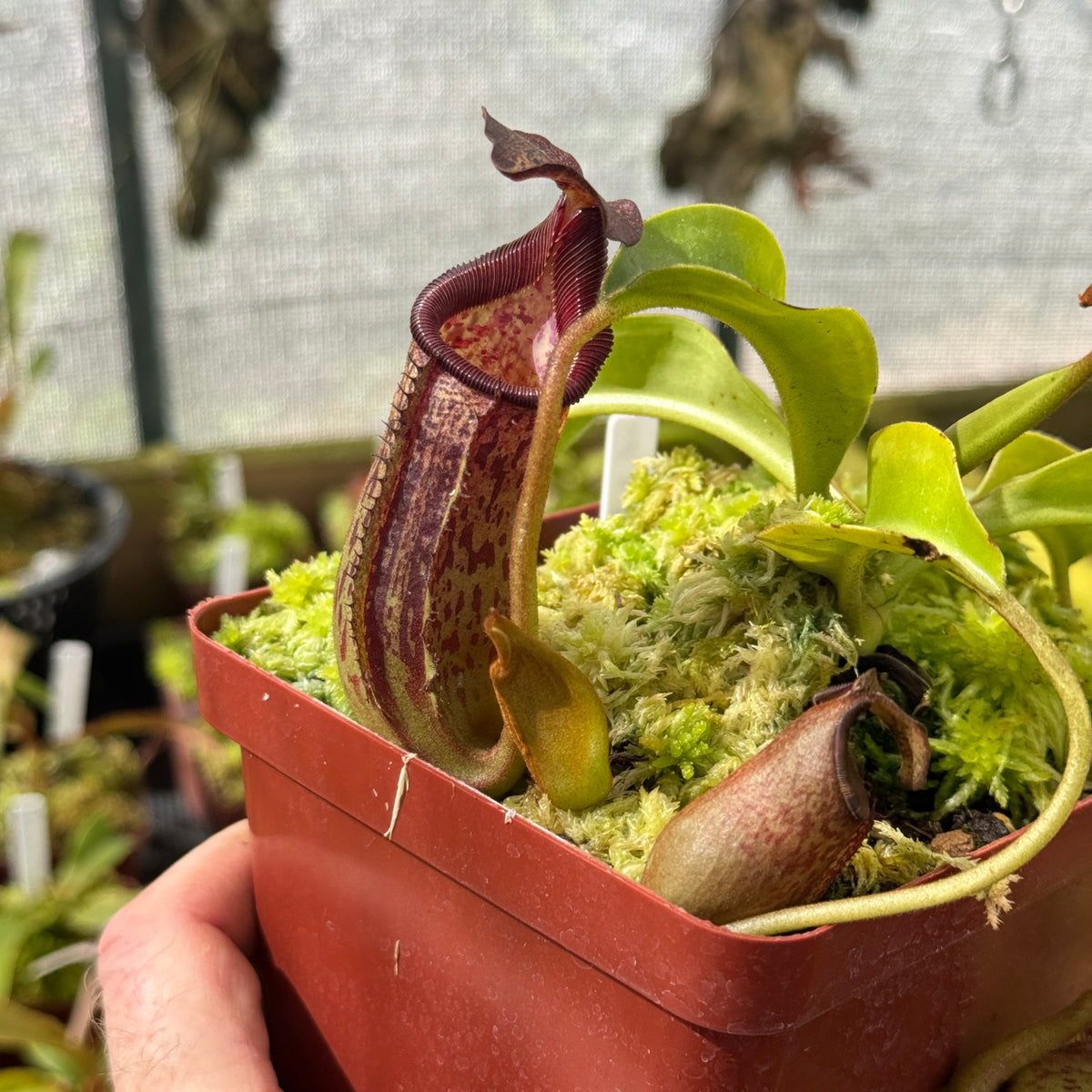 Tropical Pitcher, Nepenthes 'Maxima Dark x Lowii' by Nepenthes