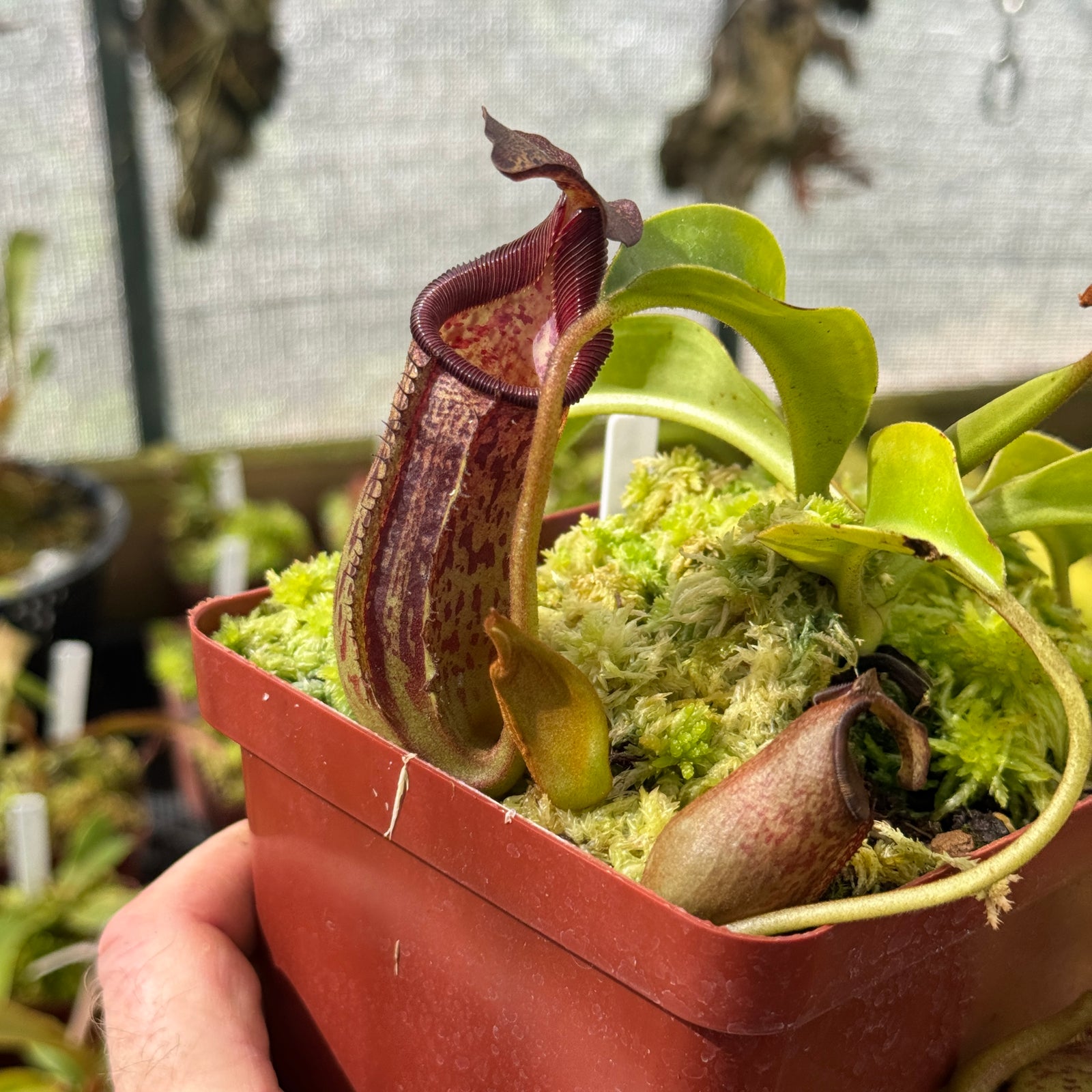 Tropical Pitcher, Nepenthes 'Maxima Dark x Lowii' by Nepenthes