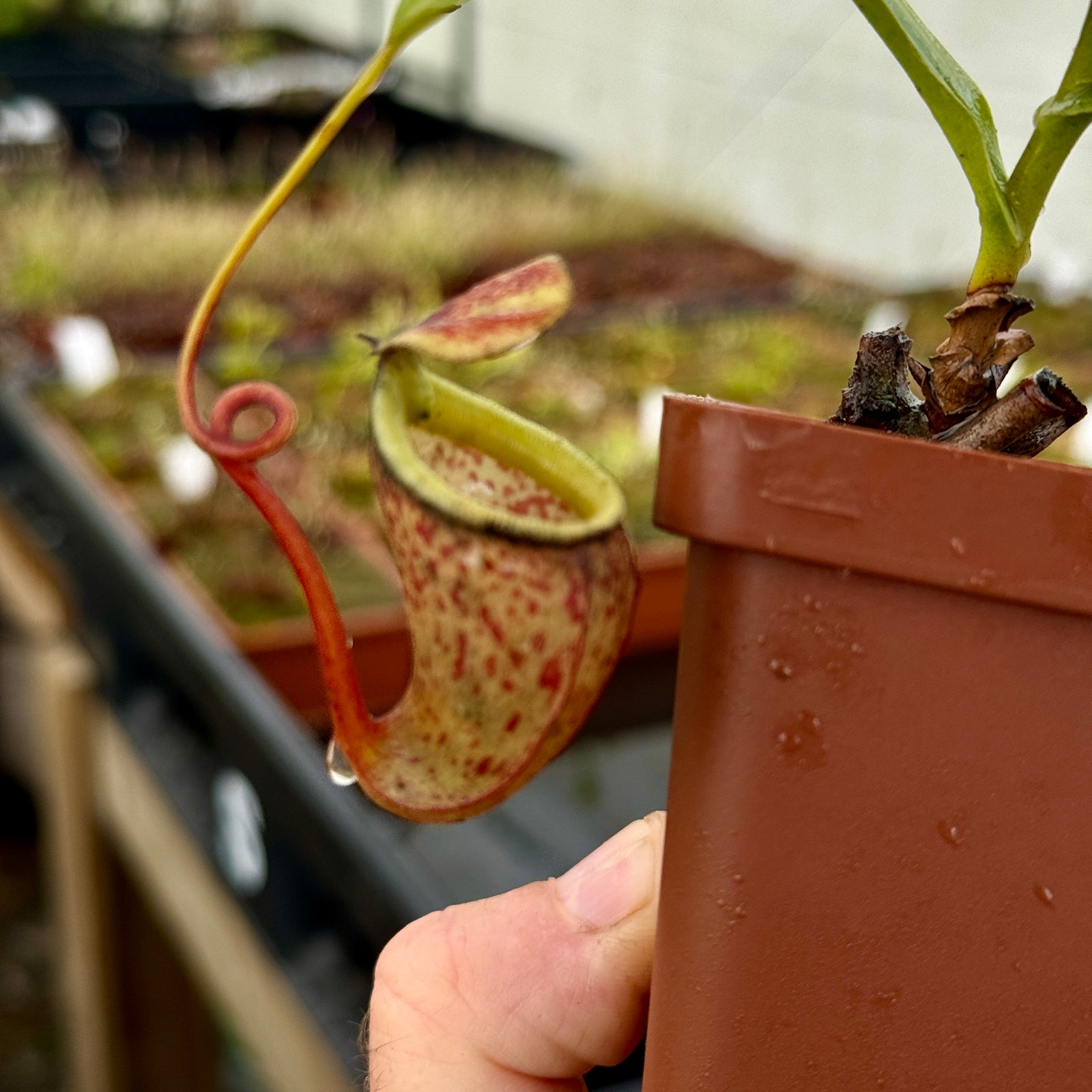 Tropical Pitcher, Nepenthes 'burkei x aristolochioides,' BE-3784 by Nepenthes