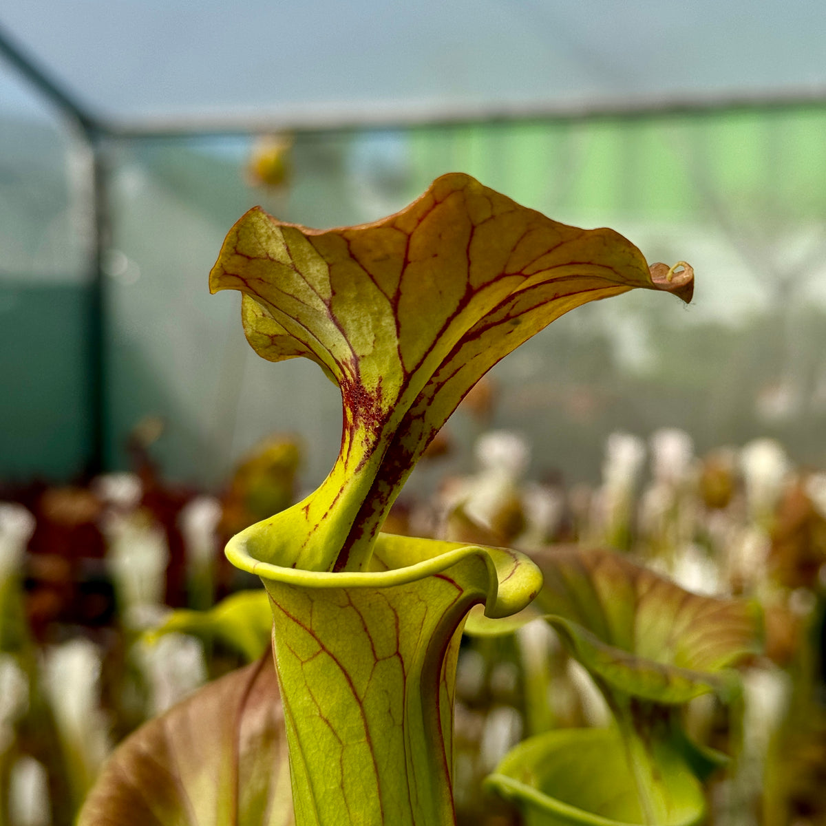 Trumpet Pitcher, Sarracenia flava var. cuprea by Sarracenia