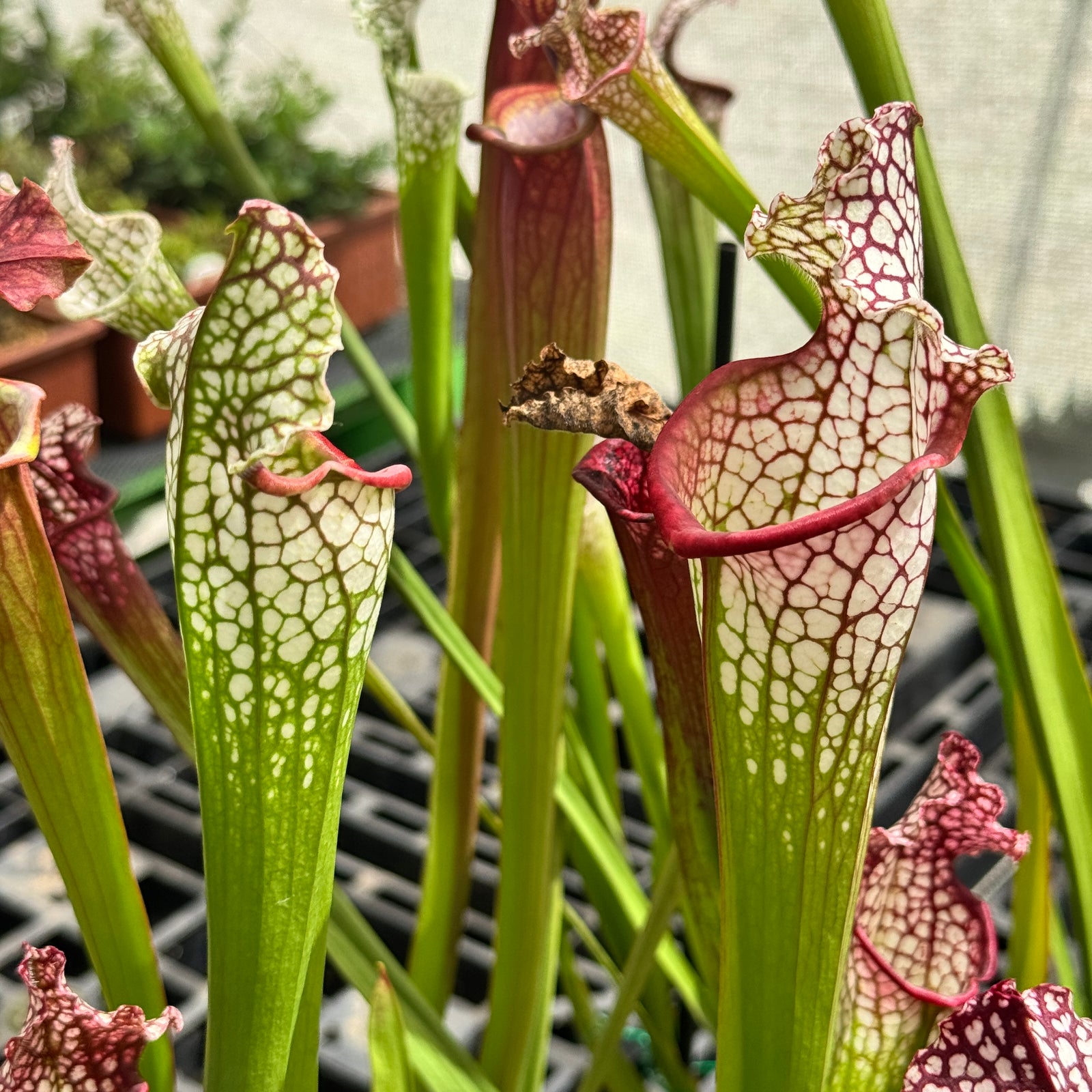 Trumpet Pitcher, Sarracenia mixed leucophylla hybrids, seed grown by Sarracenia