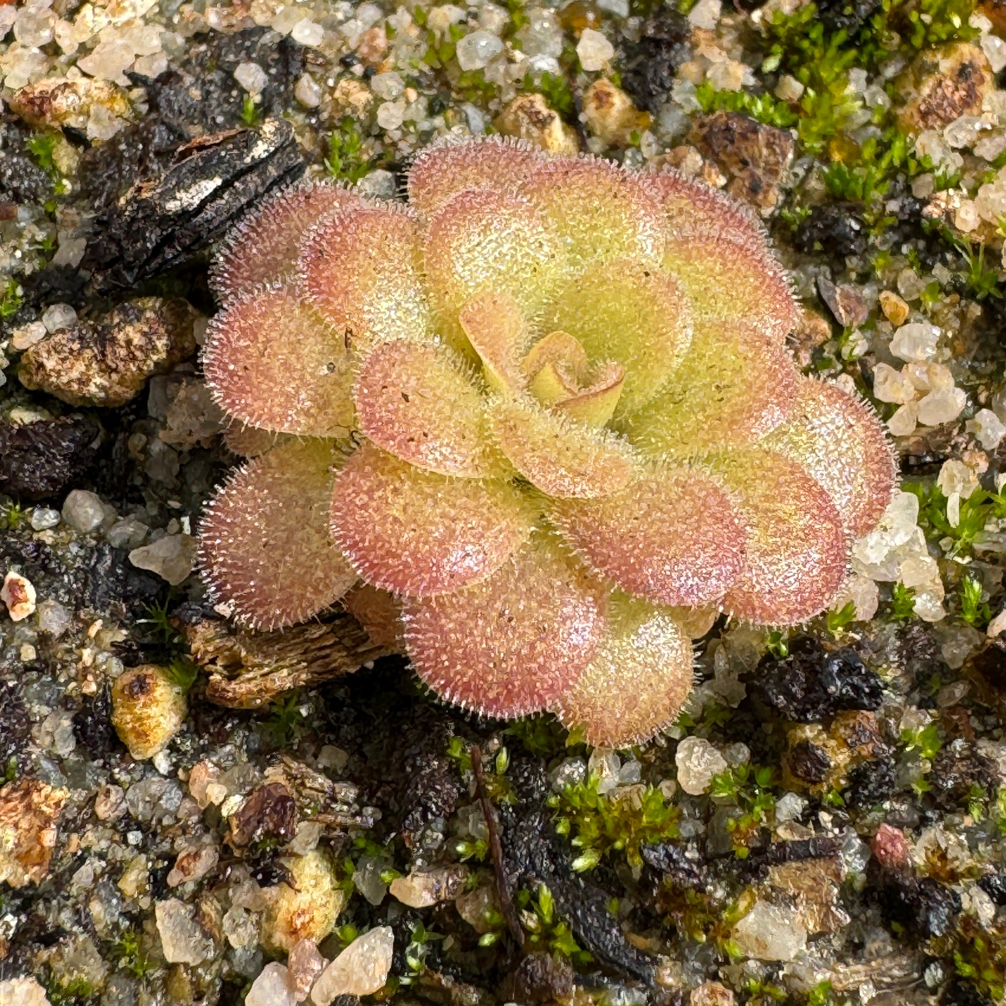 Butterwort, Pinguicula 'Agnata hybrid.' Special Import -   - Carnivorous Plant
