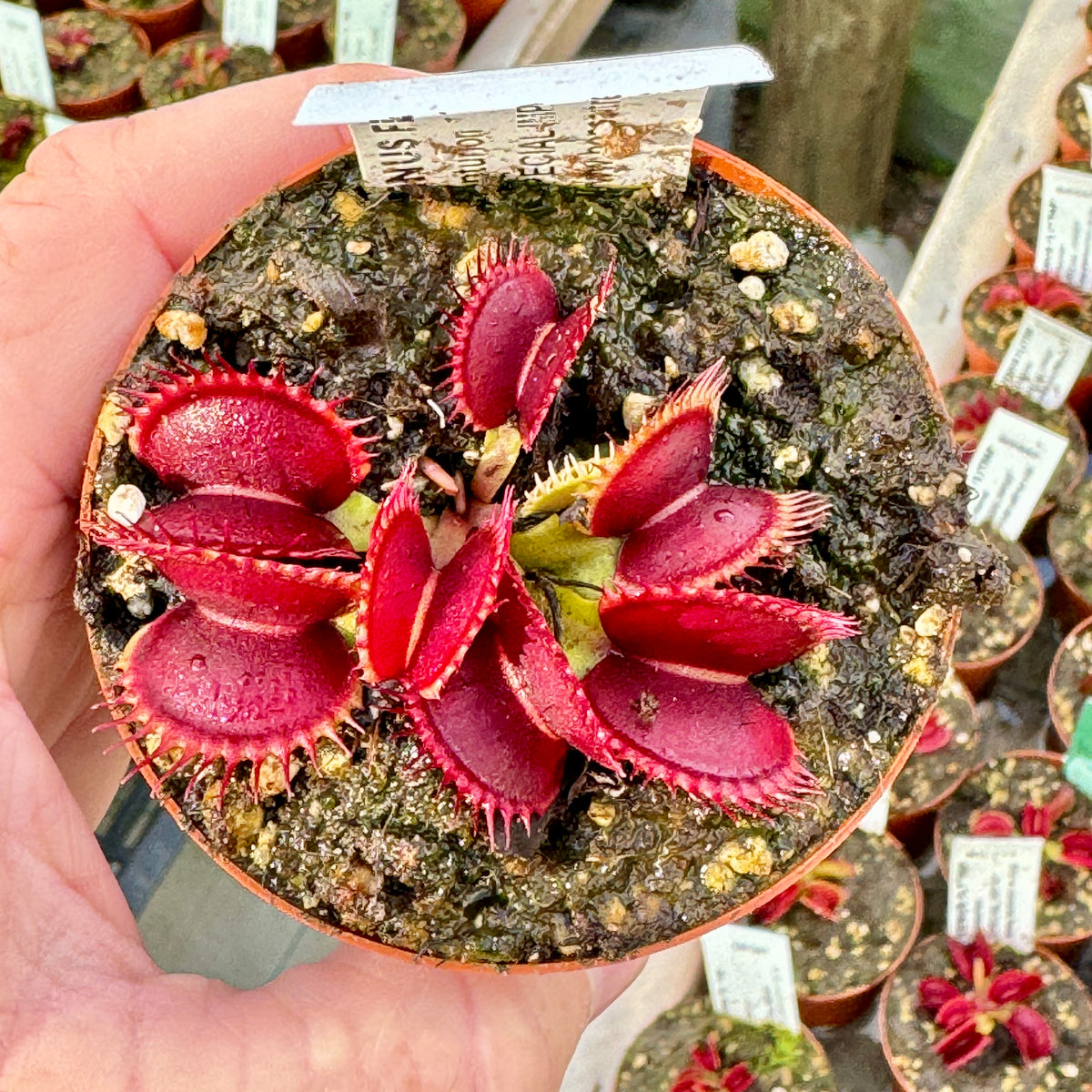 Venus Fly Trap, 'Centurion.' Special Import. -   - Carnivorous Plant